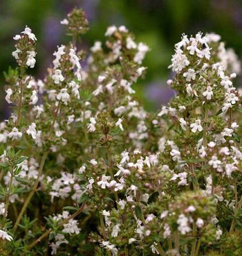 HR1145 Thyme English